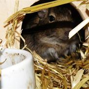Degu Claris <3 { R.I.P. :'(