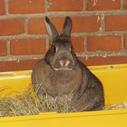 Kanin Reya / *R.I.P.*