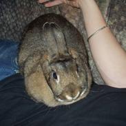 Kanin Reya / *R.I.P.*