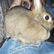 Kanin Reya / *R.I.P.*