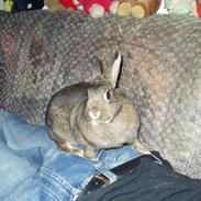 Kanin Reya / *R.I.P.*