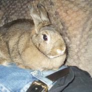 Kanin Reya / *R.I.P.*