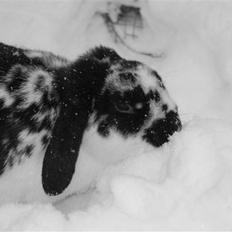 Kanin | Ziggy's Cleopatra R.I.P