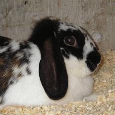 Kanin | Ziggy's Cleopatra R.I.P