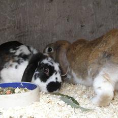 Kanin | Ziggy's Cleopatra R.I.P