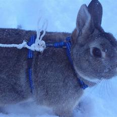 Kanin - Garfield. †13.09.10†