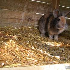 Kanin LH-Rabit's Bombaje 