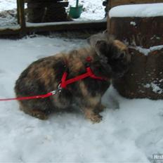 Kanin LH-Rabit's Bombaje 