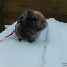 Kanin LH-Rabit's Bombaje 