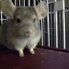 Chinchilla Dolce R.I.P min elskede !