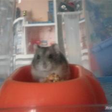 Dværghamster FredeBos Pancake 