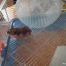 Dværghamster FredeBos Pancake 