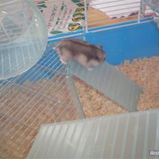 Dværghamster FredeBos Pancake 