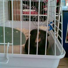 Marsvin Bimmer R.I.P