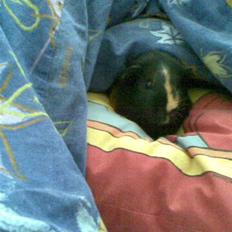 Marsvin Bimmer R.I.P