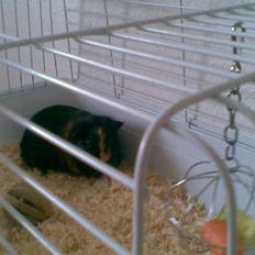 Marsvin Bimmer R.I.P