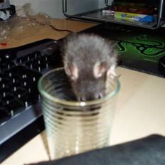 Tamrotte KK's Weed (KK)