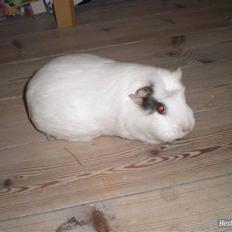 Marsvin Putte *delle!* R.I.P †