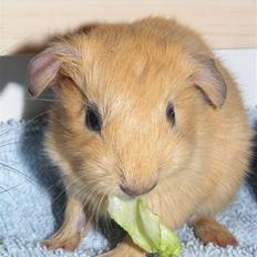 Marsvin Malthe **RIP 15/3 2016**