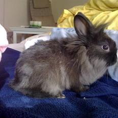 Kanin Løvehoved Ufo *solgt*