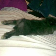 Kanin Løvehoved Ufo *solgt*