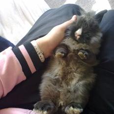 Kanin Løvehoved Ufo *solgt*