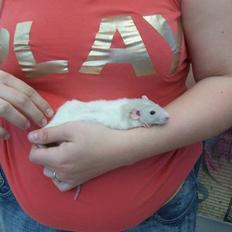 Tamrotte Røntveds Carmen RIP