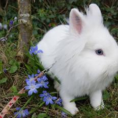 Kanin Brandsøgard's Baby