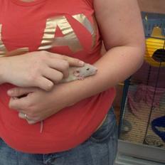 Tamrotte Røntveds Carmen RIP