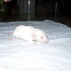 Tamrotte Røntveds Carmen RIP