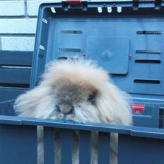 Kanin Nordlunds Fuzzy