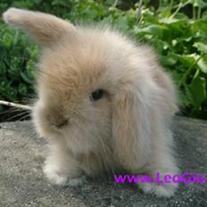 Kanin Nordlunds Fuzzy