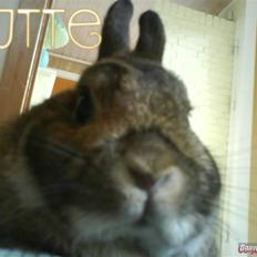 Kanin - Futte. †17.09.08†