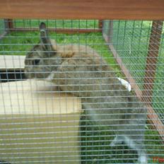 Kanin - Futte. †17.09.08†