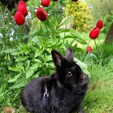 Kanin Sille |Min skat|