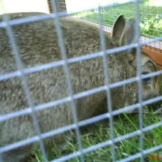 Kanin - Futte. †17.09.08†