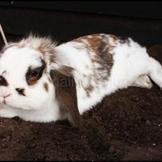 Kanin Bødkergården's Ninus