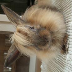 Kanin Cirkeline | PB - Tidl. kanin.