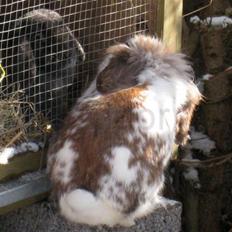 Kanin Bødkergården's Ninus