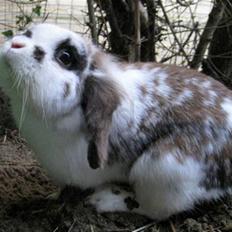 Kanin Bødkergården's Ninus