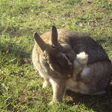 Kanin - Garfield. †13.09.10†