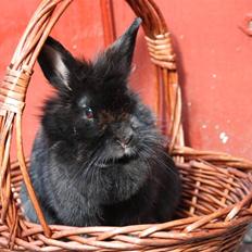 Kanin Sille |Min skat|