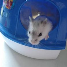 Dværghamster Nellie