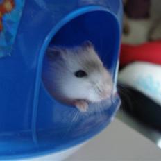 Dværghamster Nellie