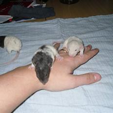 Tamrotte Røntveds Cupido RIP