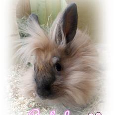 Kanin Cirkeline | PB - Tidl. kanin.