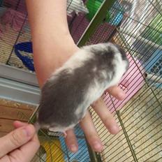 Tamrotte Røntveds Cupido RIP