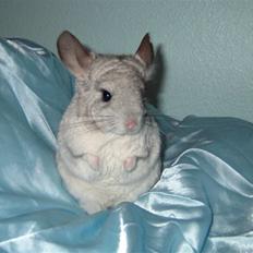 Chinchilla Nordlunds Mixi