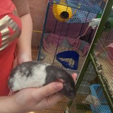 Tamrotte Røntveds Cupido RIP