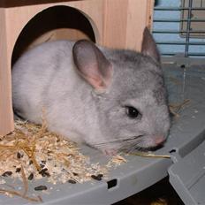 Chinchilla Nordlunds Mixi